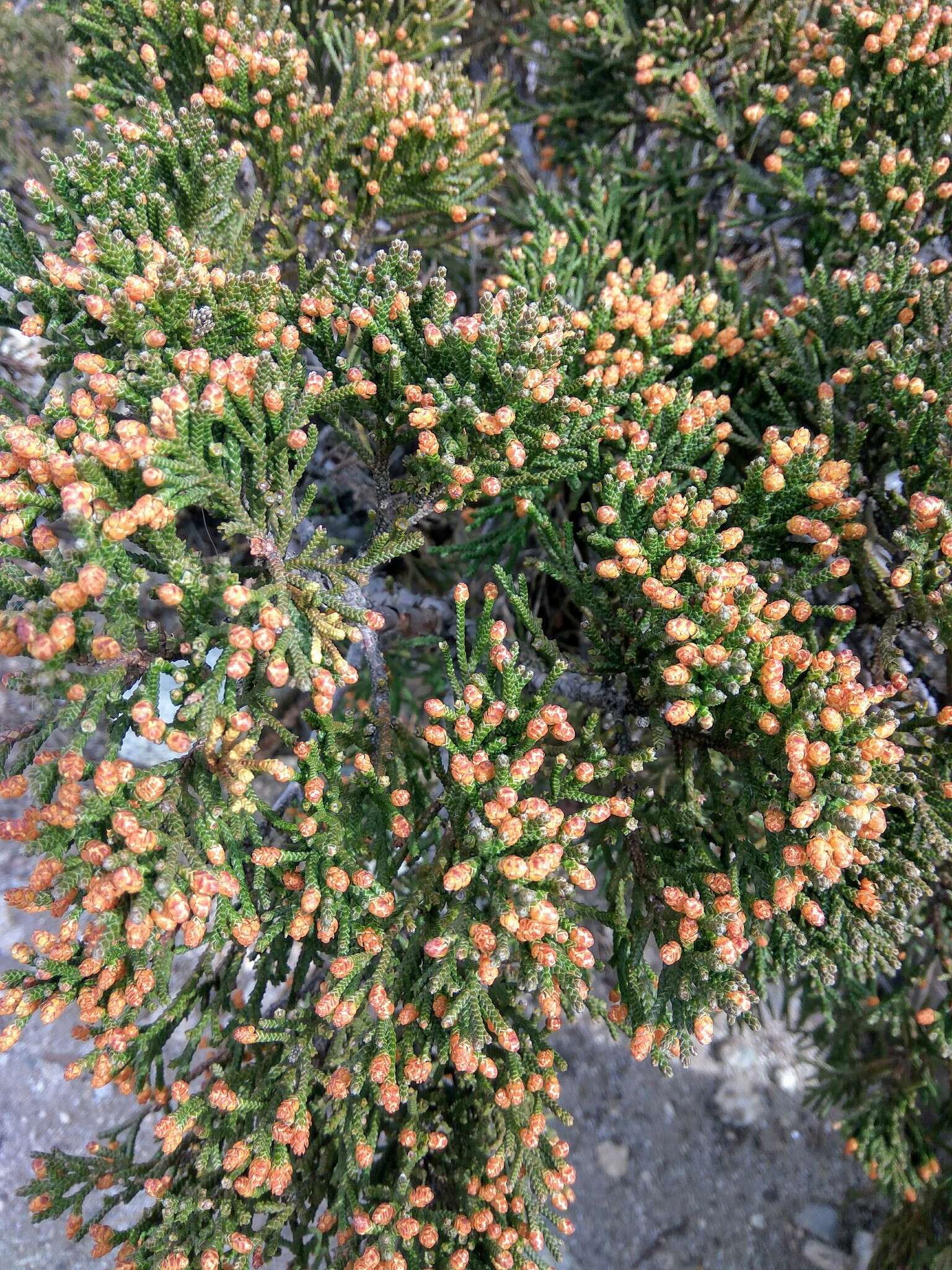 Image of Black Juniper