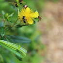 Image of Dianthidium subrufulum Timberlake 1943