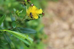 Image of Dianthidium subrufulum Timberlake 1943