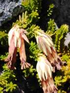 Image of Erica banksia (Willd.) Andr.