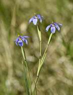 Image of bigroot blue-eyed grass