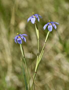 Imagem de Sisyrinchium radicatum E. P. Bicknell