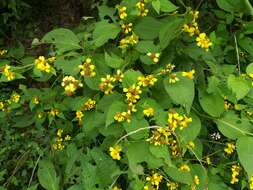 Image of Greenmaniella resinosa (S. Wats.) Sharp