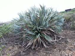 Image of Pandanus vandermeeschii Balf. fil.