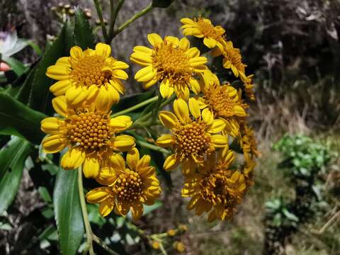 Image of Faujasia salicifolia (Pers.) C. Jeffrey