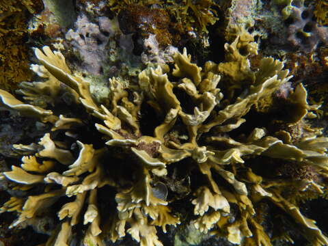 Image of Fire coral