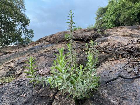 Imagem de Andrographis echioides (L.) Nees