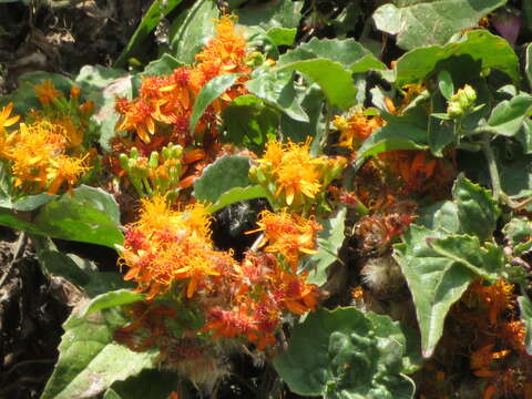 Image of Mexican Flame Vine