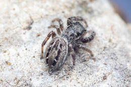 Image of Dendryphantes nigromaculatus (Keyserling 1885)