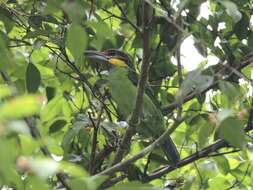 Image of Gold-whiskered Barbet