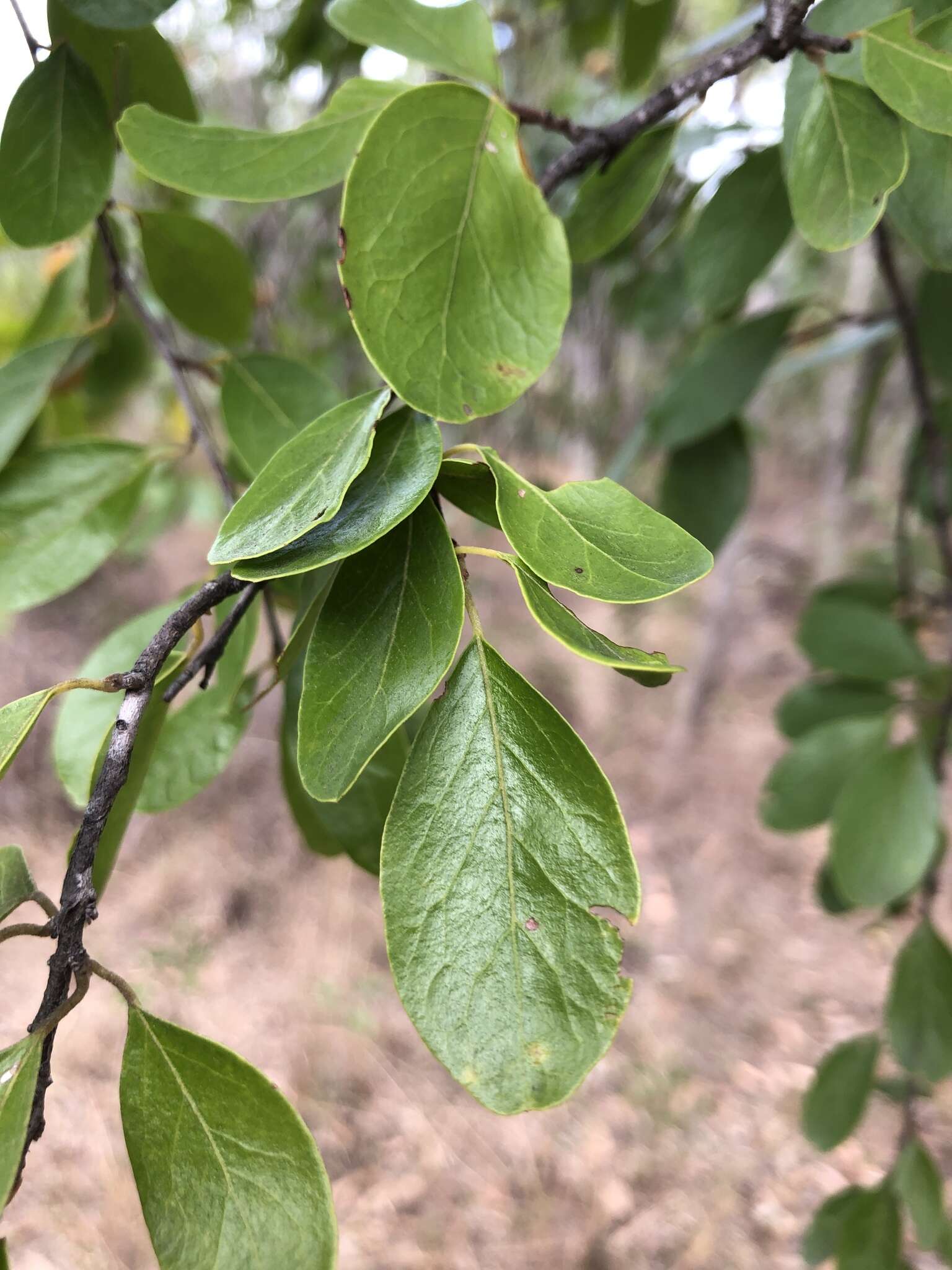 Image of Quinine Bush