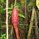 Image of Costus plowmanii Maas