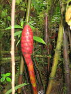 Imagem de Costus plowmanii Maas