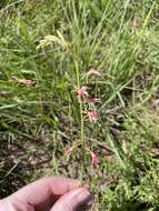 Sivun Oenothera sinuosa W. L. Wagner & Hoch kuva