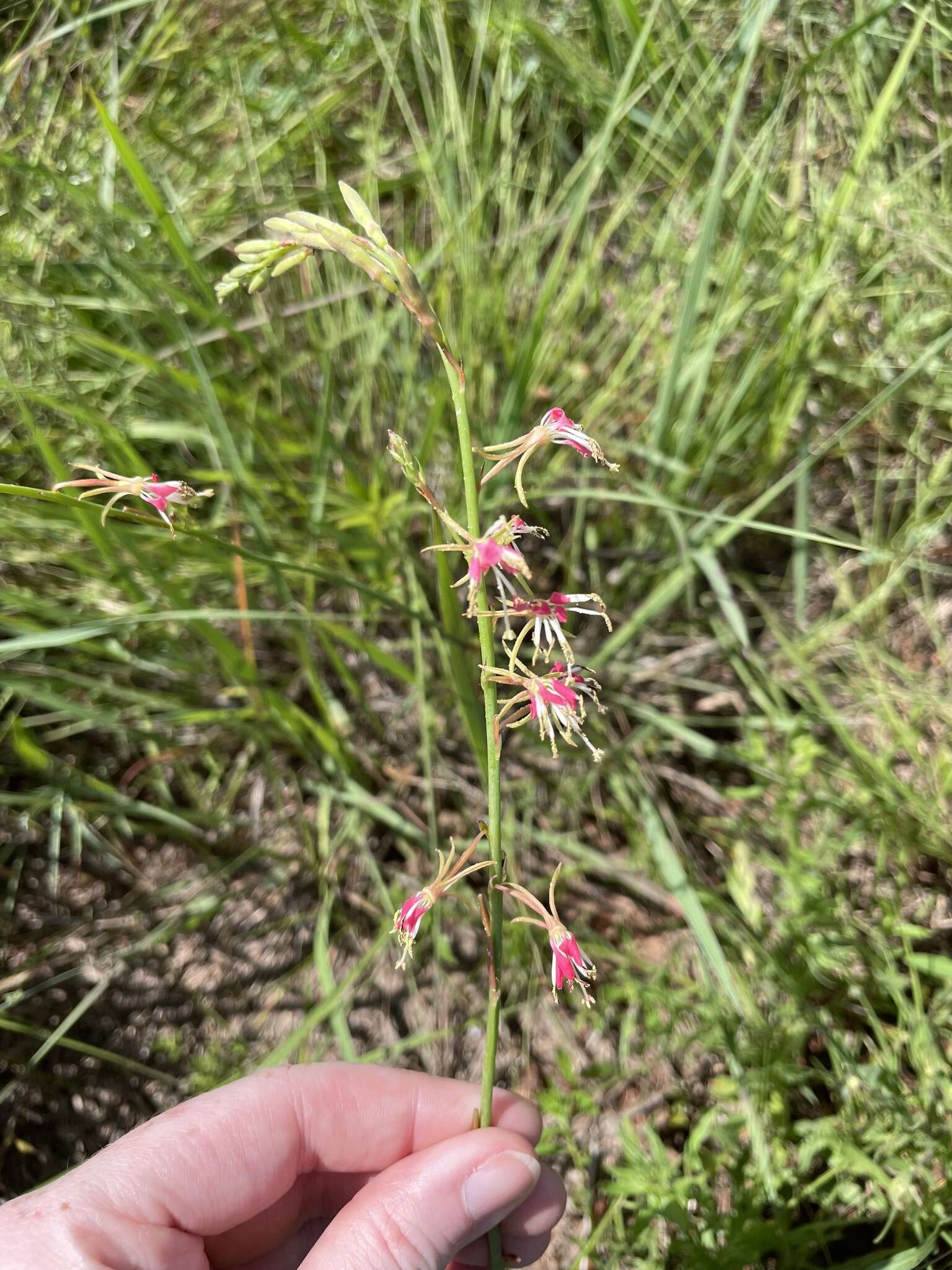 Sivun Oenothera sinuosa W. L. Wagner & Hoch kuva