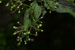 Scrophularia ningpoensis Hemsl. resmi