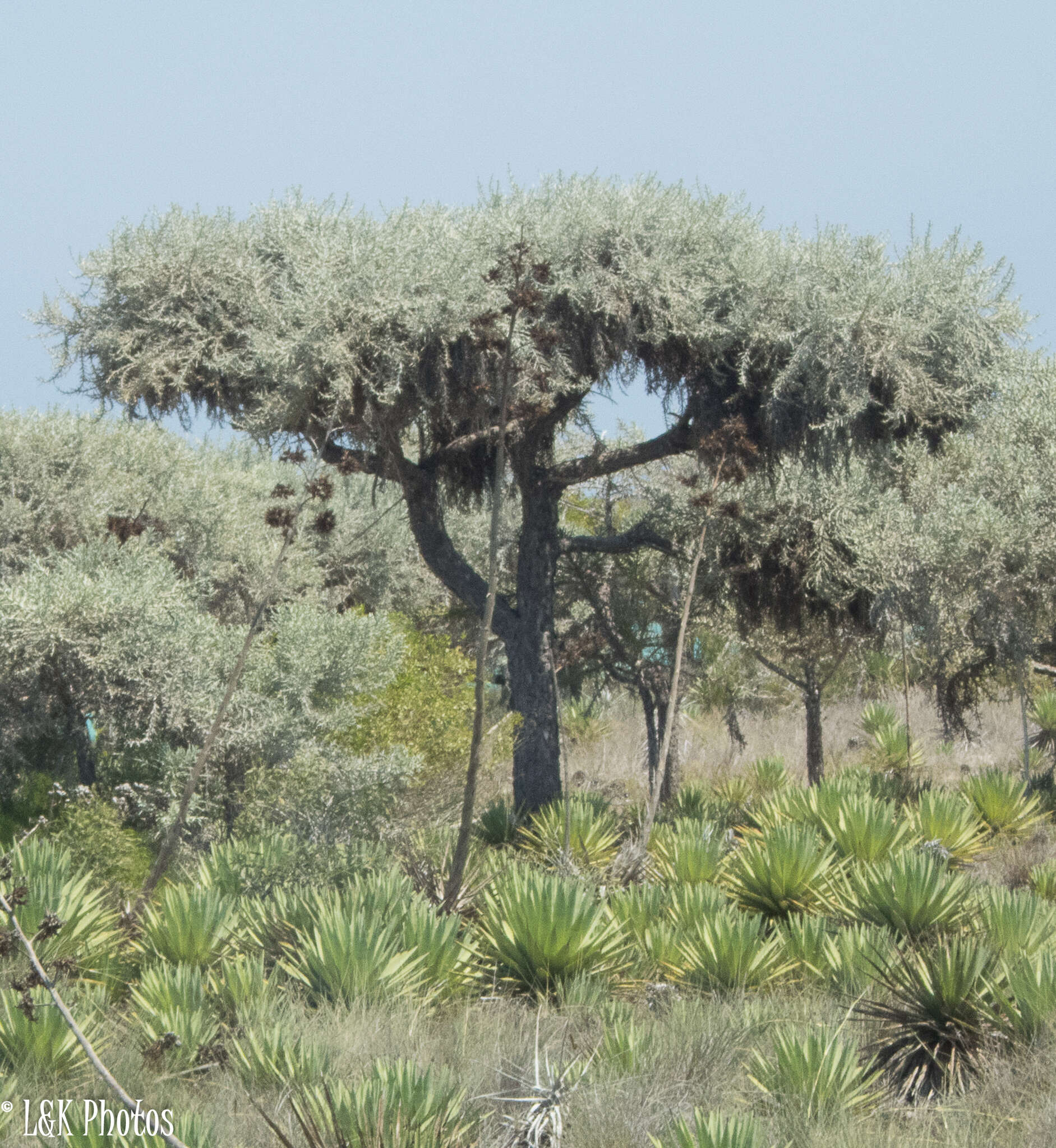 Sivun Euphorbia stenoclada Baill. kuva