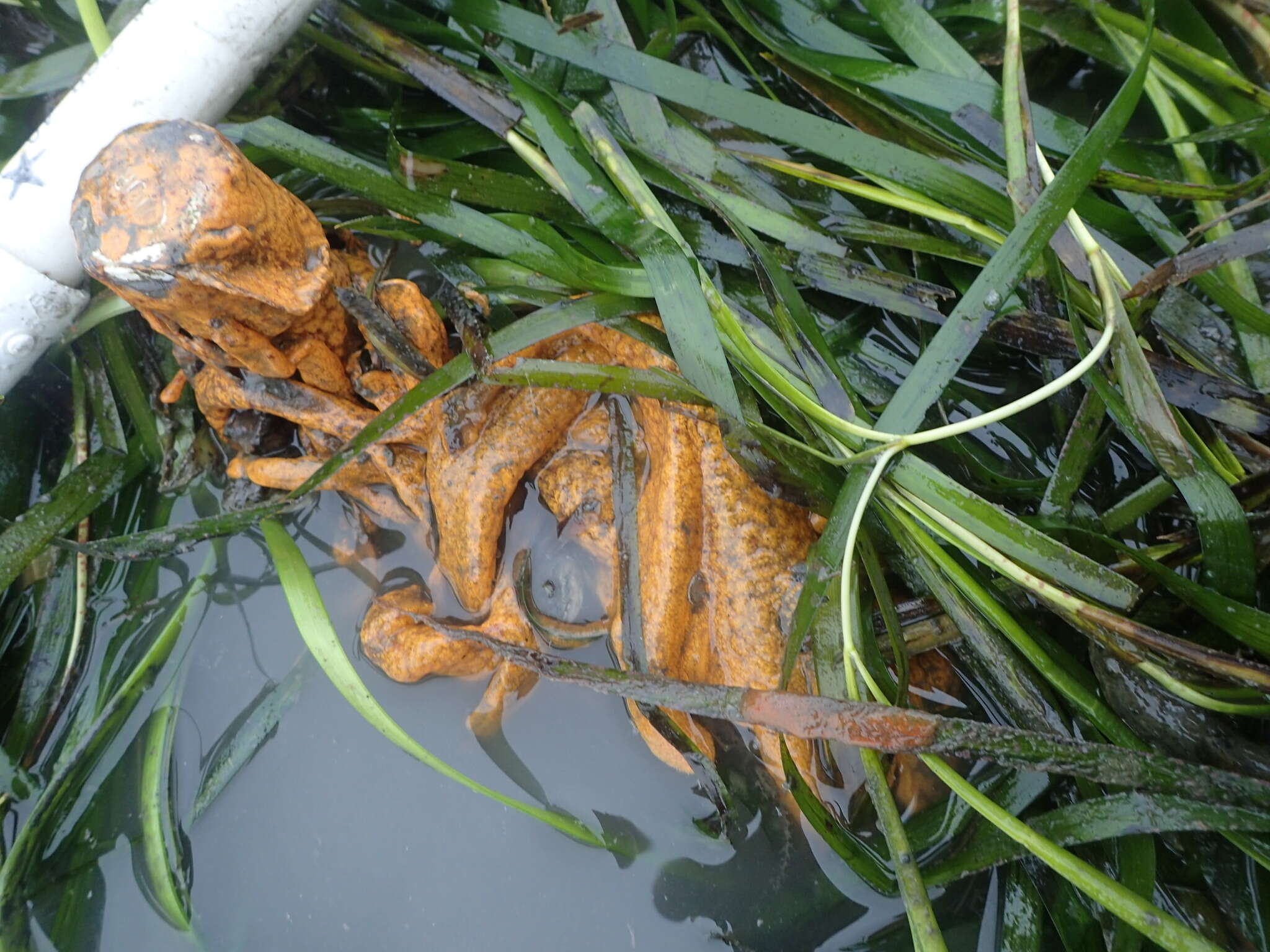 Image of Colonial tunicate