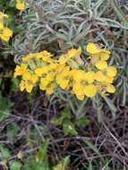 Image of island wallflower