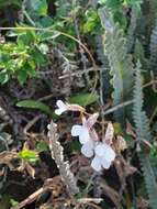 Image of Rodriguezia decora (Lem.) Rchb. fil.
