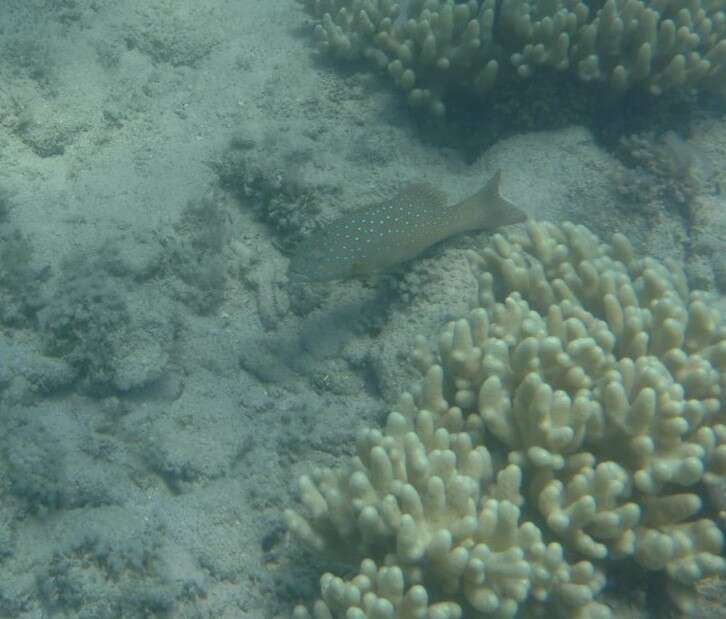 Image of Barcheek coral trout