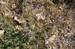 Слика од Veronica capsellicarpa Dubovik