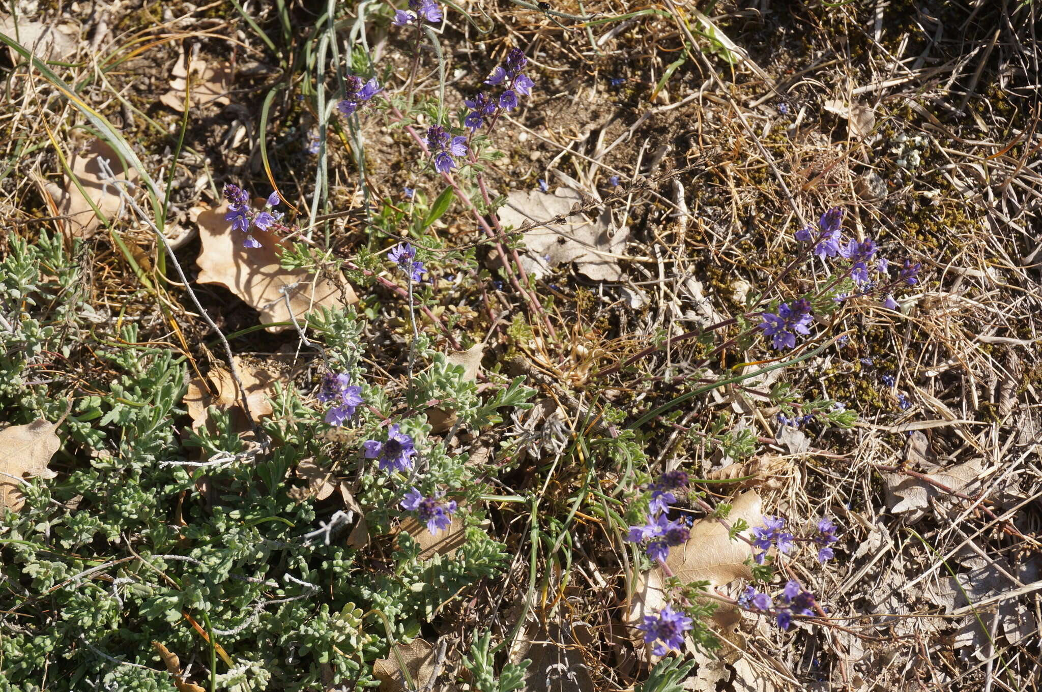 Image of Veronica capsellicarpa Dubovik