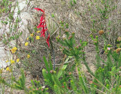 Image of Tritoniopsis intermedia (Baker) Goldblatt