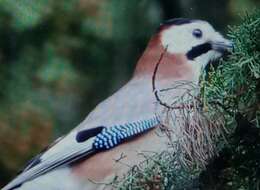 Sivun Garrulus glandarius cervicalis Bonaparte 1853 kuva