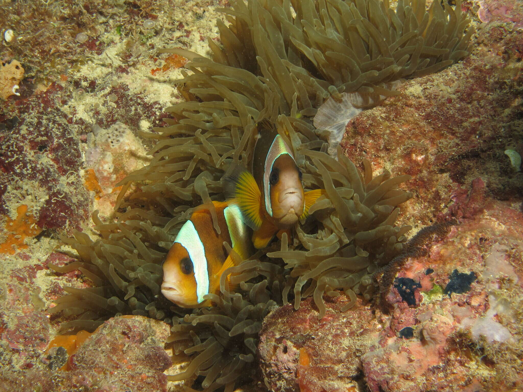 صورة Amphiprion latifasciatus Allen 1972