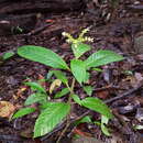 Image of Ophiorrhiza australiana Benth.