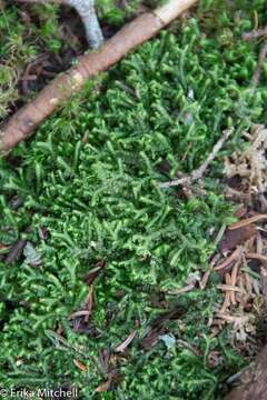 Image of greater whipwort