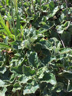 Image of seaside buckwheat