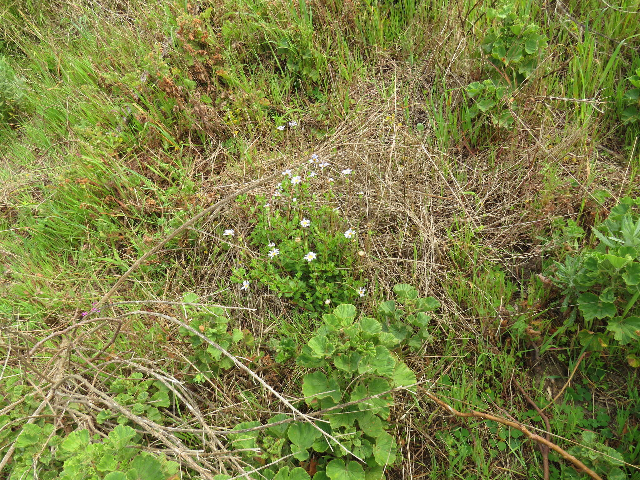 Image of blue daisy