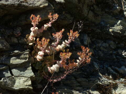 Image of Heckner's stonecrop