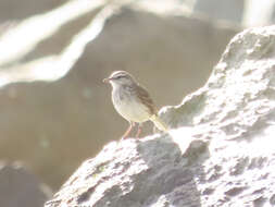 Image of Australasian Pipit