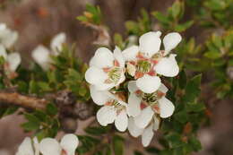 Sivun Leptospermum nitidum Hook. fil. kuva