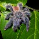 Image of Avicularia variegata F. O. Pickard-Cambridge 1896