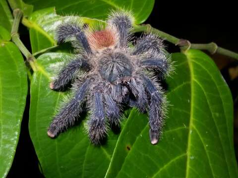 Image of Avicularia variegata F. O. Pickard-Cambridge 1896