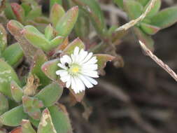 Image of Delosperma invalidum (N. E. Br.) N. E. K. Hartmann