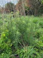 Plancia ëd Helianthus salicifolius A. Dietr.