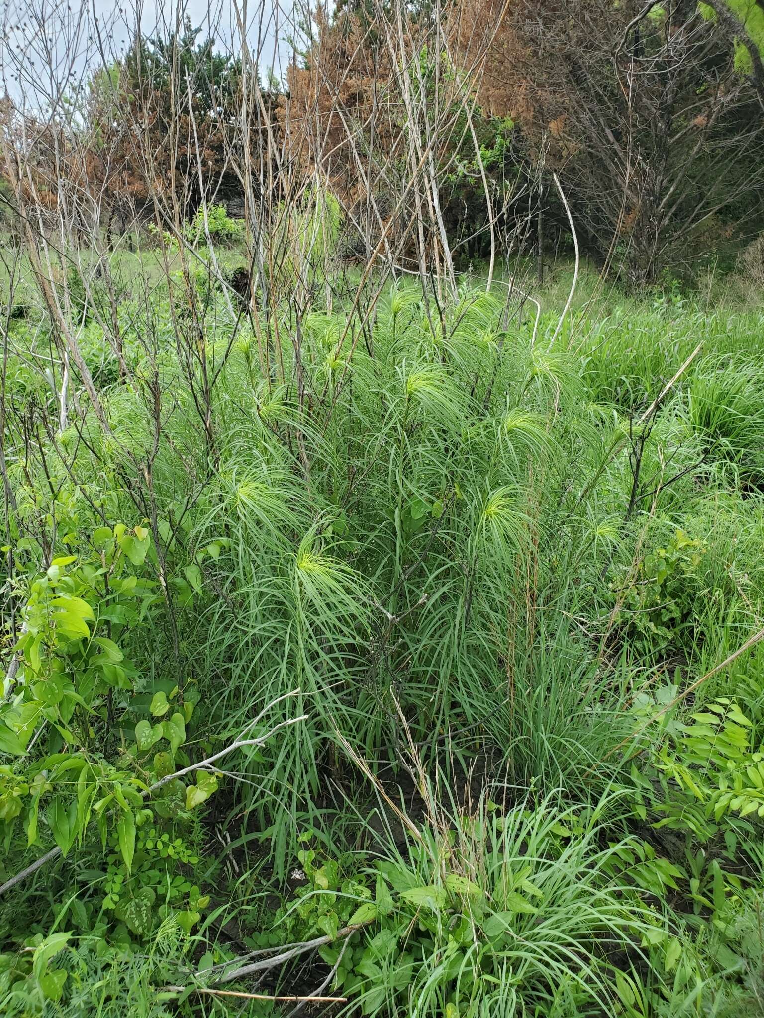 Plancia ëd Helianthus salicifolius A. Dietr.