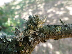 Image of cartilage lichen