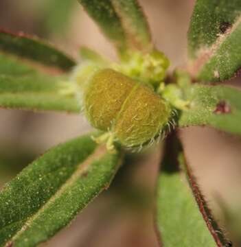 Image of hairy-fruit spurge