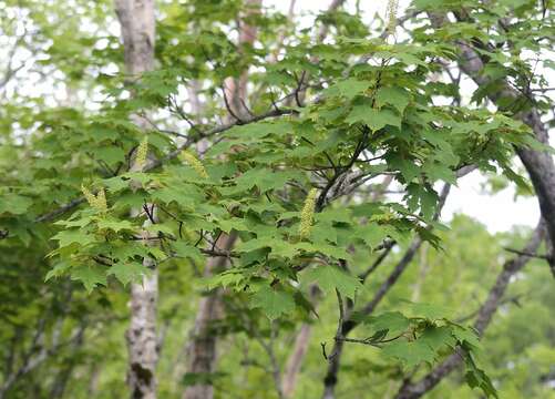 Image of Tail-leaf Maple