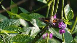 Image of Macroglossum corythus Walker 1856