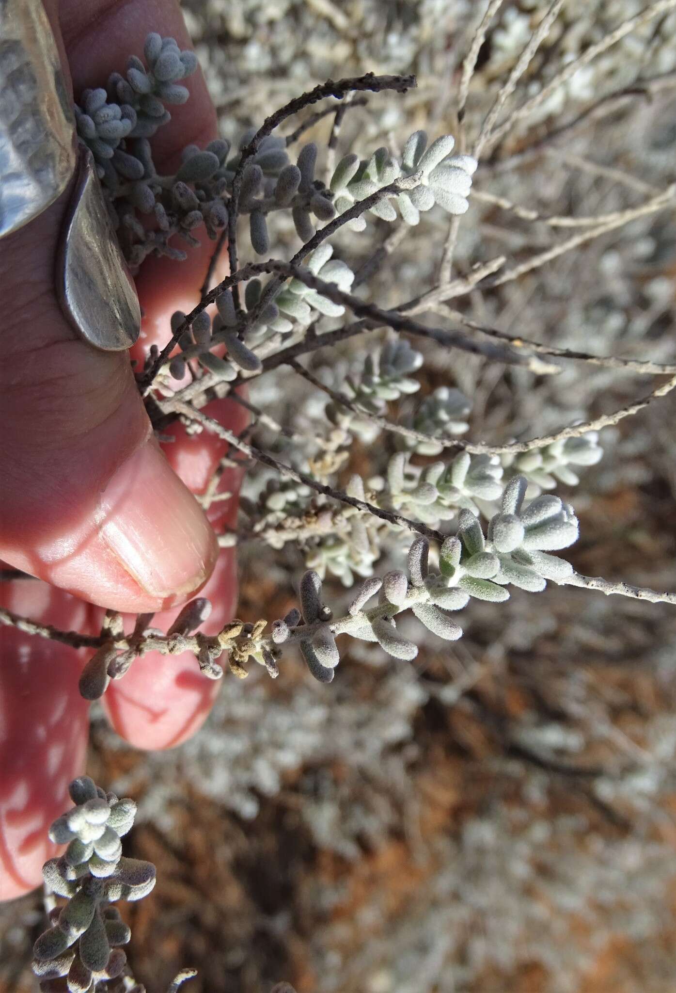 Plancia ëd Maireana sedifolia (F. Müll.) P. G. Wilson