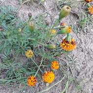 Tagetes erecta L. resmi