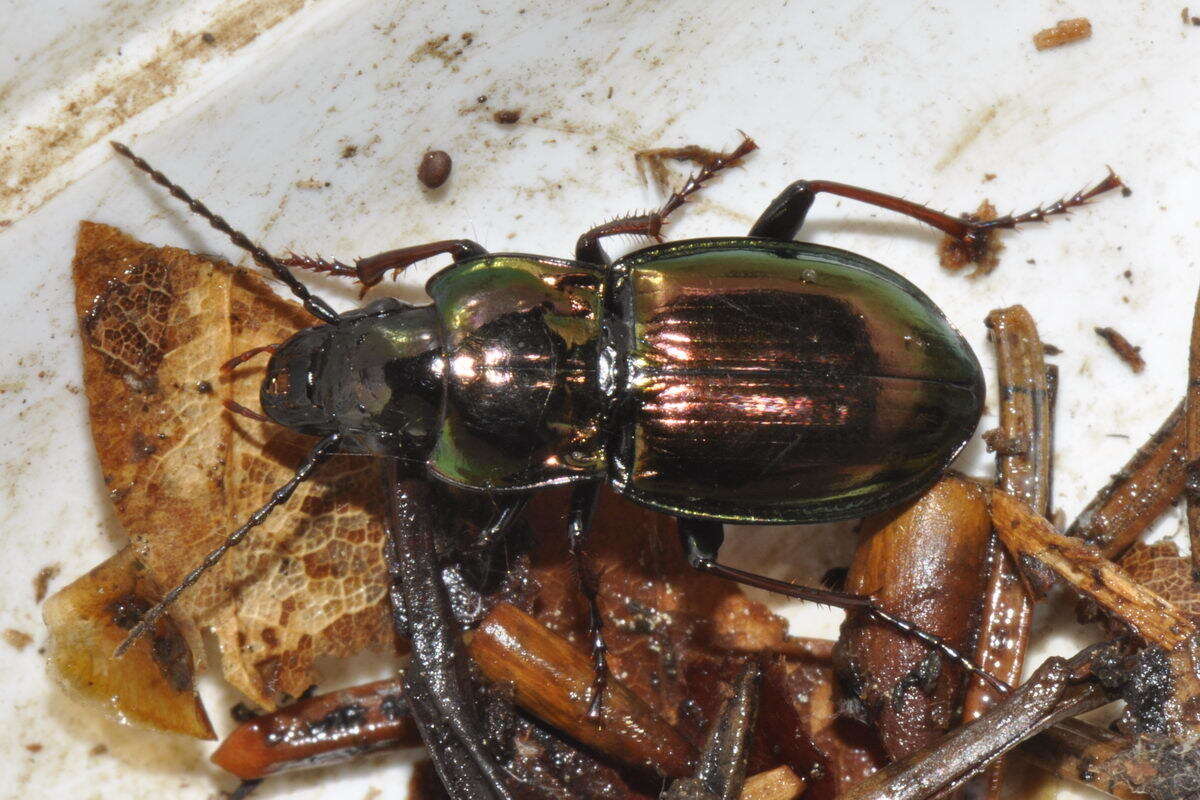 Image of Pterostichus (Cheporus) burmeisteri Heer 1837