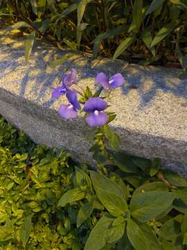 Sivun Achetaria azurea (Linden) V. C. Souza kuva